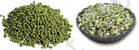 Whole moong and its sprouts