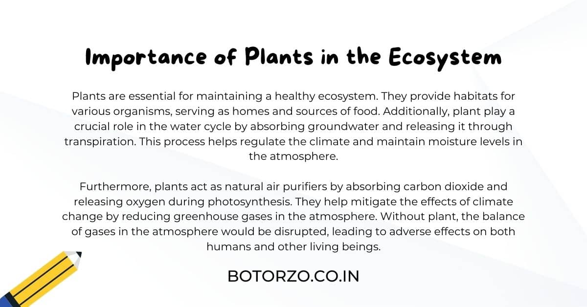 Importance of Plants in the Ecosystem
