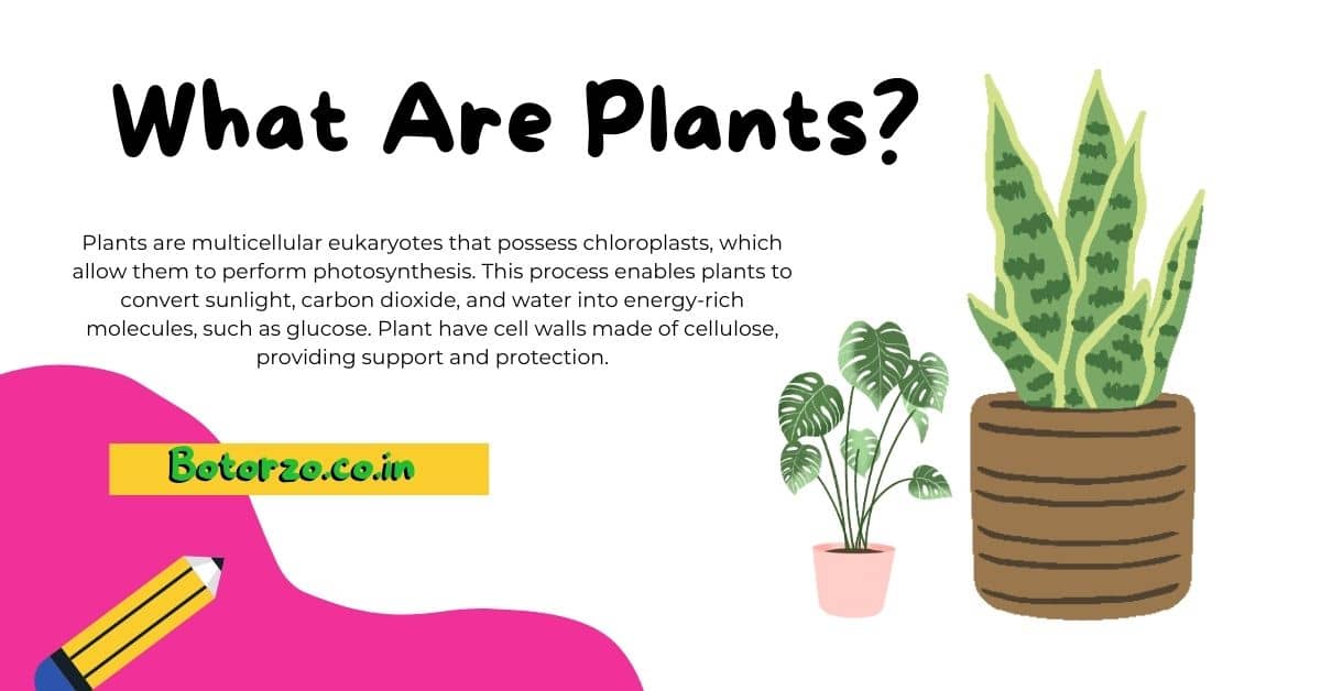 What Are Plants
