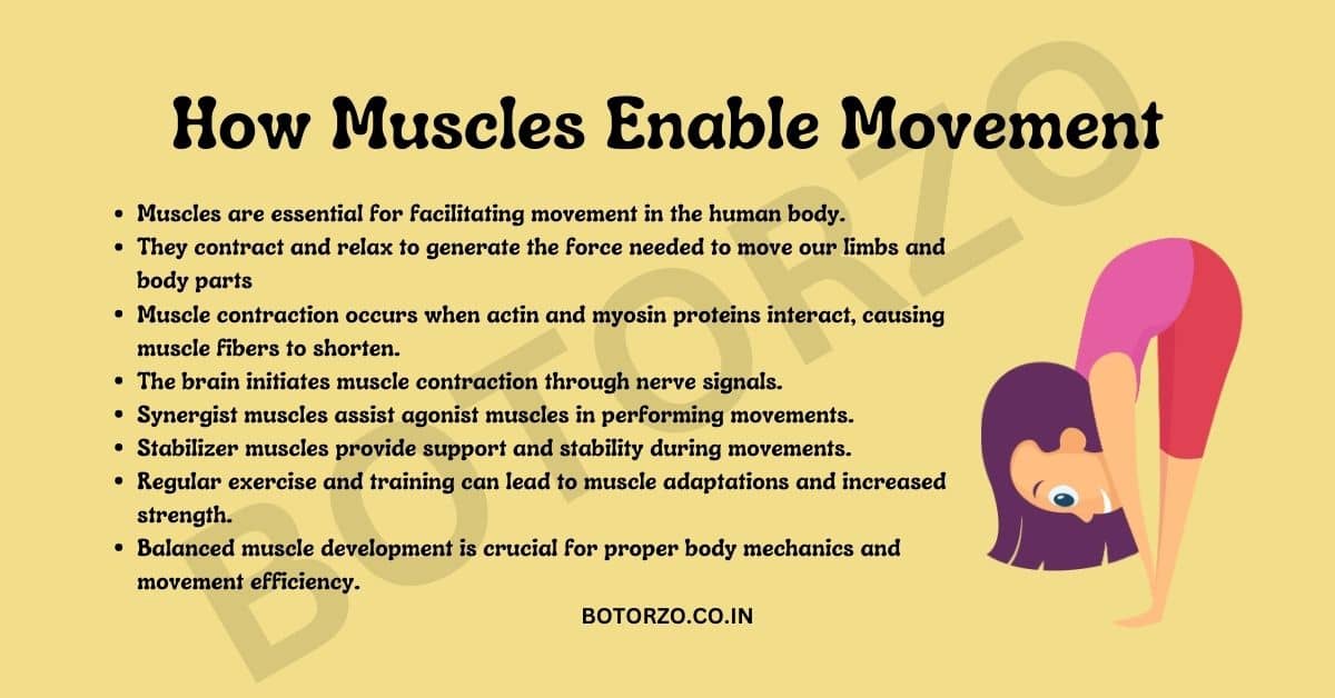 How Muscles Enable Movement