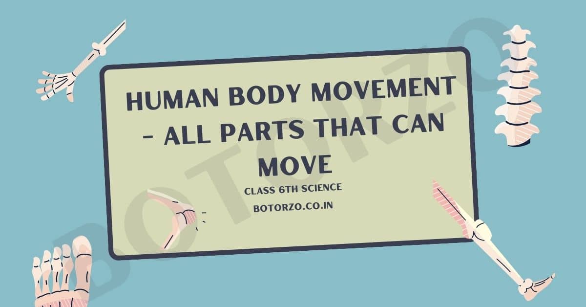 Human Body Movement - All Parts That can Move