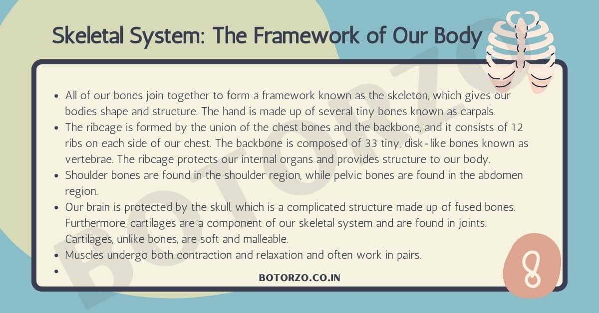 Skeletal System The Framework of Our Body