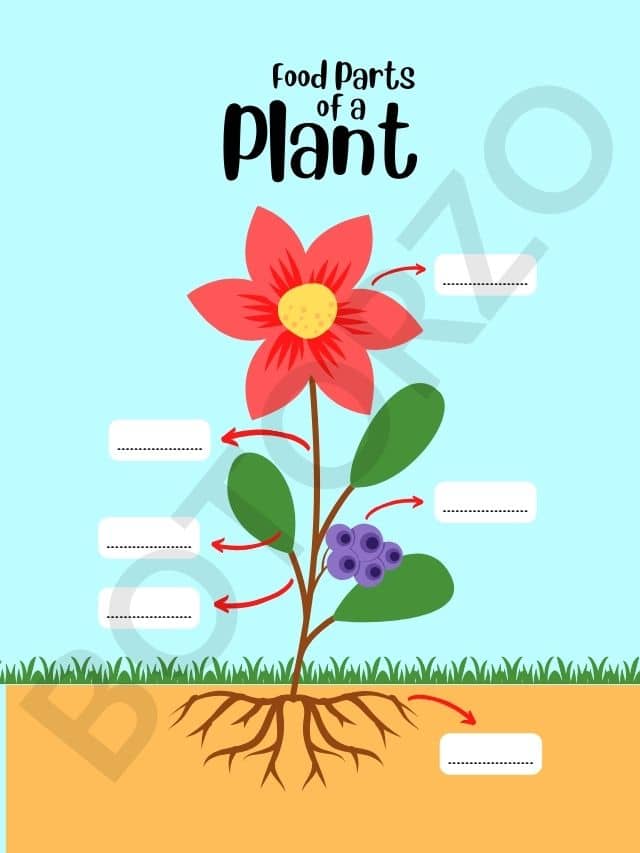 Food From Plants : All Parts Of Plants That Are Edible