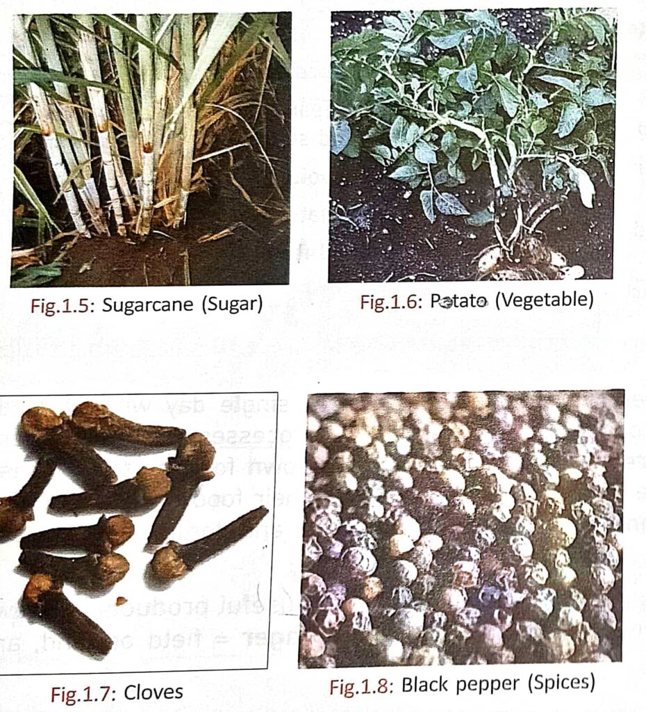 Classification of crops