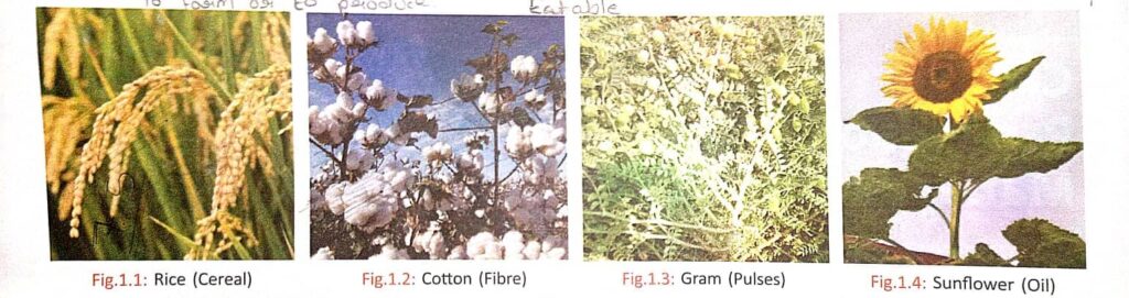 Classification of crops rice , cotton , Gram, Sunflower