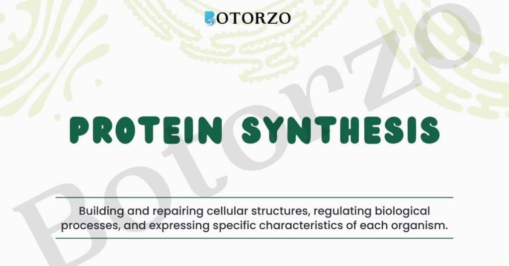 protein Synthesis