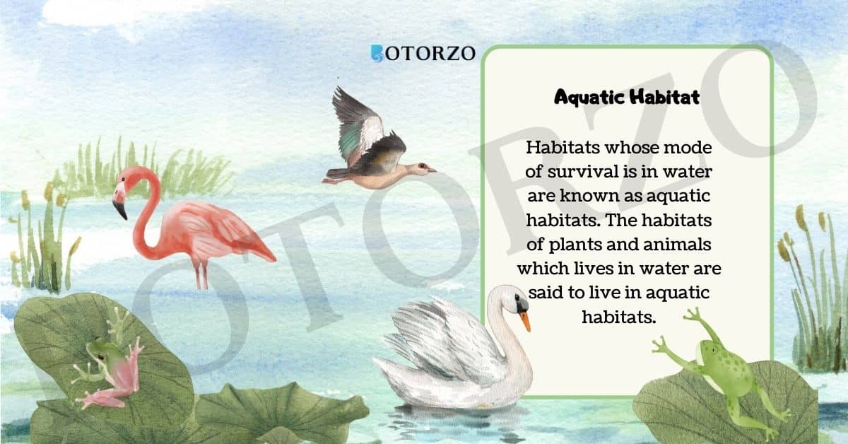 Aquatic Habitats