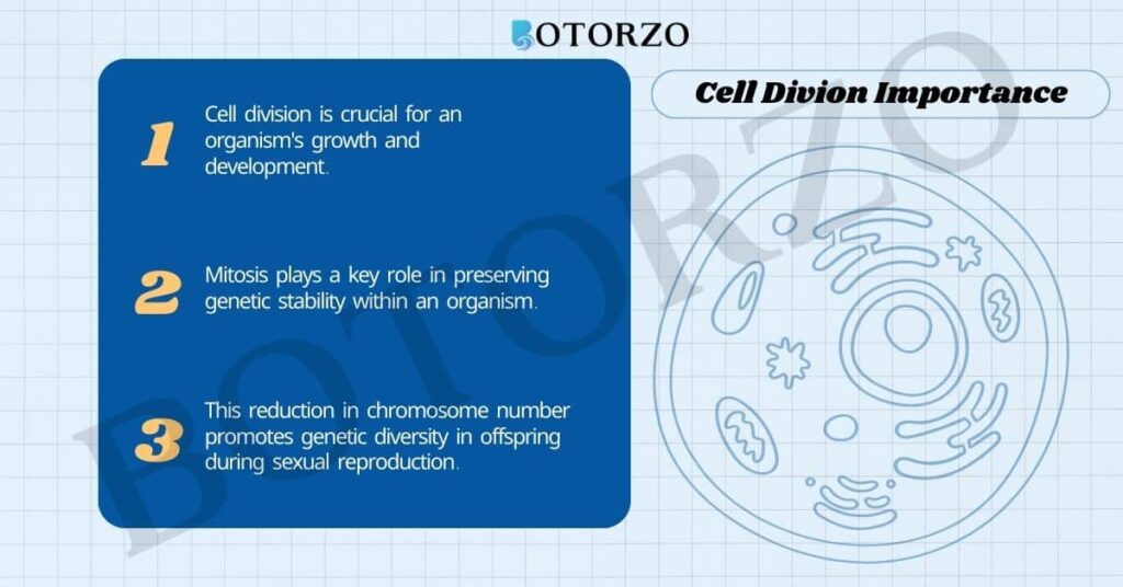 Cell Division Importance