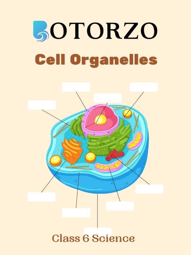 Cell Organelles With Its All Parts