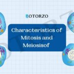Characteristics of Mitosis and Meiosis