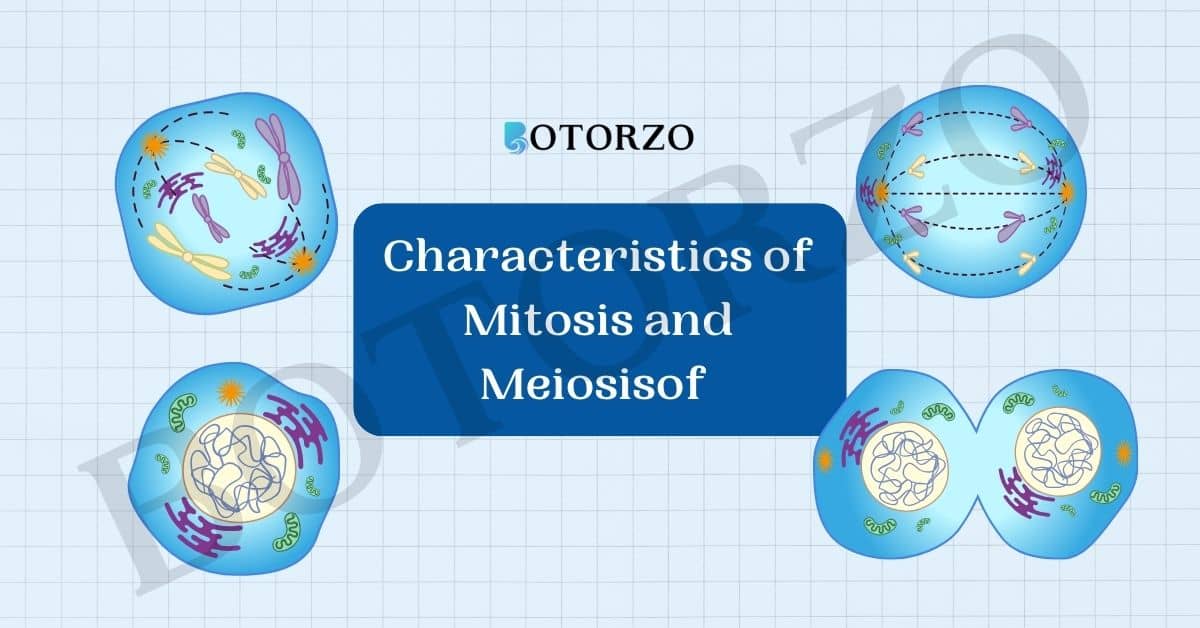 Characteristics of Mitosis and Meiosis