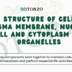 Structure Of Cell Plasma Membrane, Nucleus, Cell and Cytoplasm And Organelles