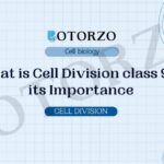 What is Cell Division class 9th, its Importance