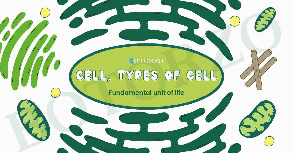 What is a Cell, Types Of Cell, Prokaryotic and eukaryotic