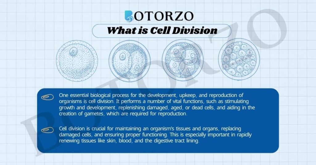 What is cell division class 9th
