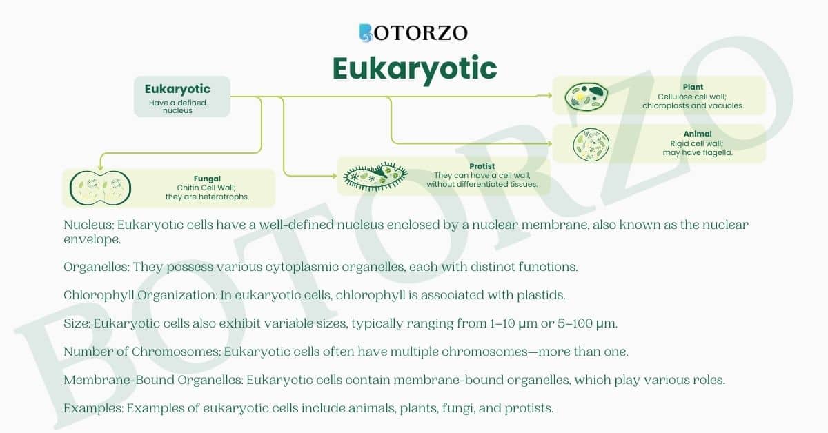 eukaryotic Cells